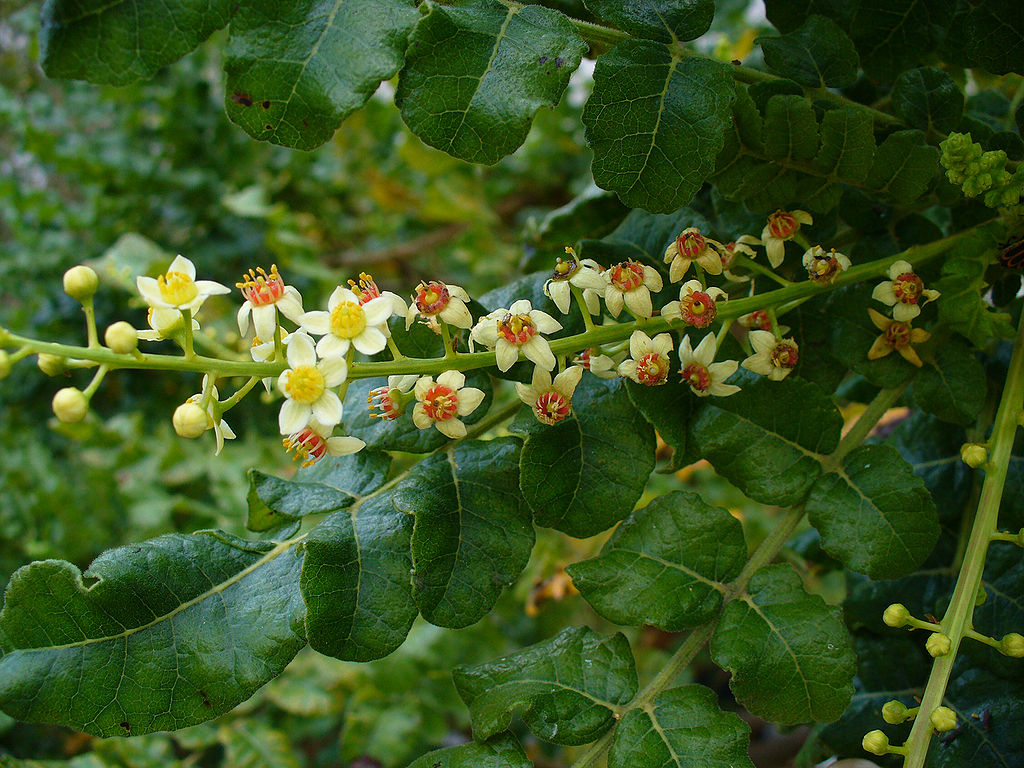 1024px Boswellia sacra