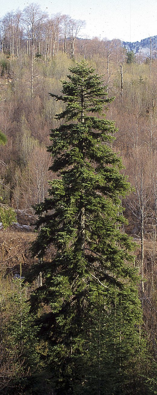 520px Abies alba Orjen
