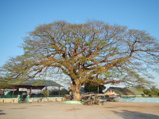Acacia Trees Porac Pampangafvf