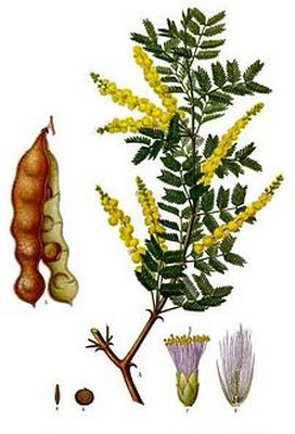 Acacia senegal Köhlers Medizinal Pflanzen 004