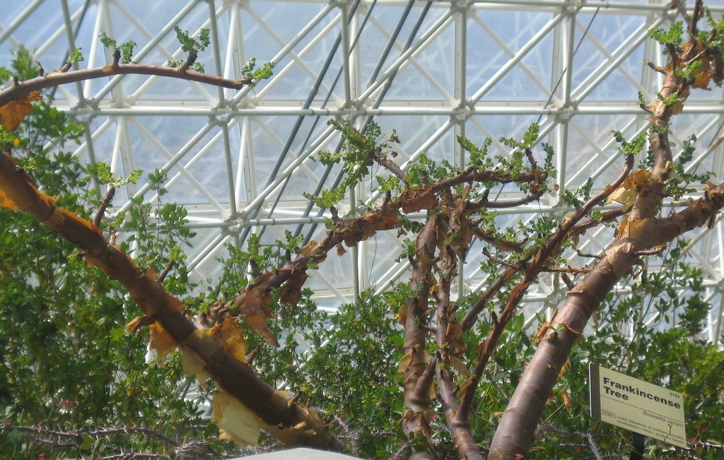 Boswellia sacra greenhouse