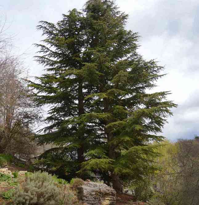 CÉDRUSFA