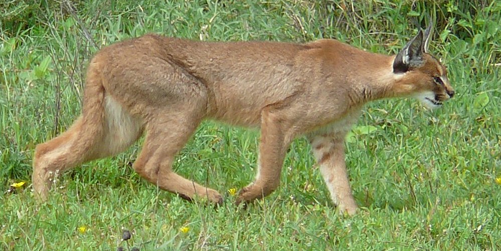 Caracal hunting in the serengeti