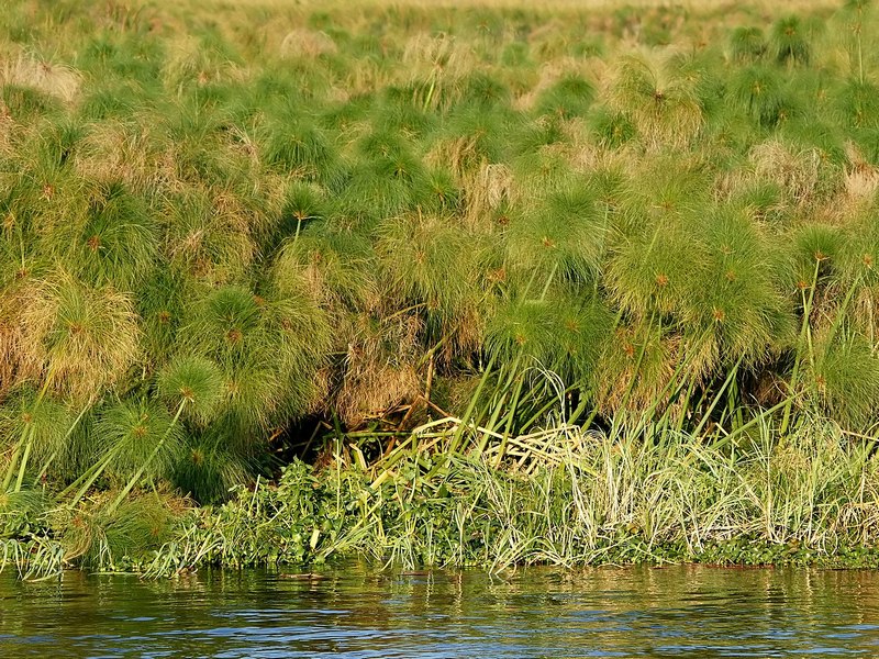 Cyperus papyrus Kafue River