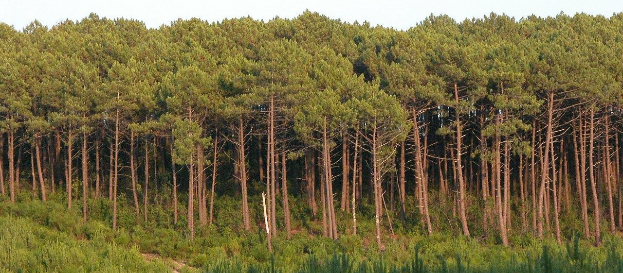 ForetLandes