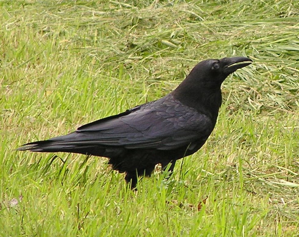 HOLLÓ