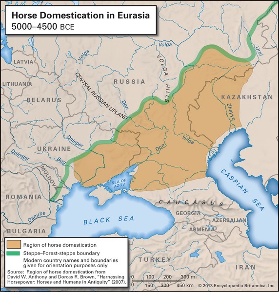 Horse domestication