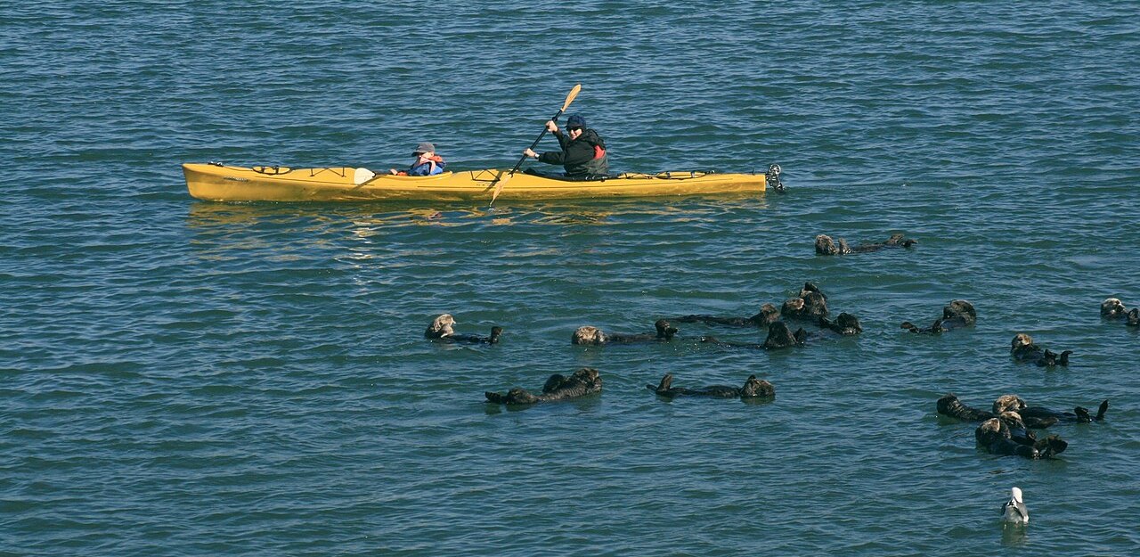 Kayak and sea otters