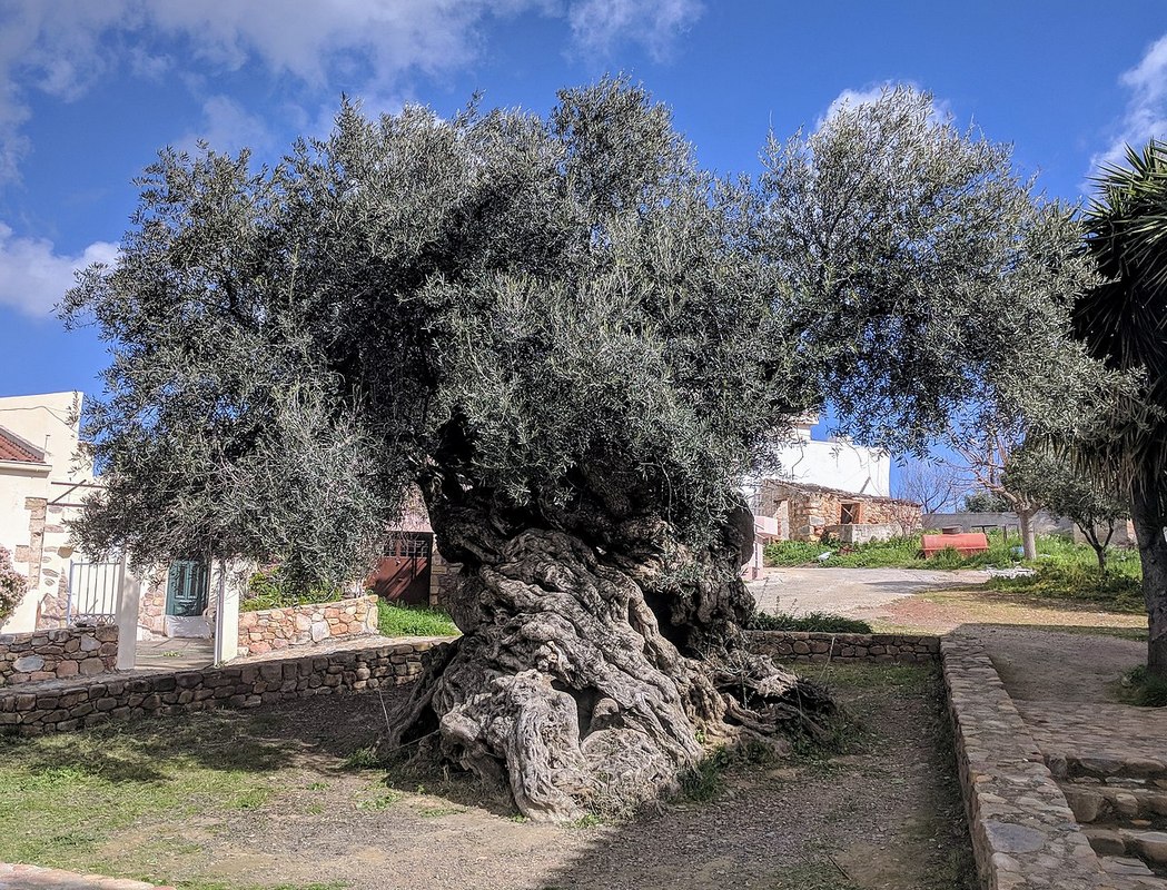 Olive tree of Vouves