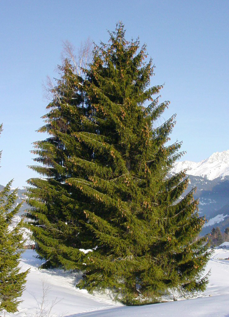 Picea abiexxs