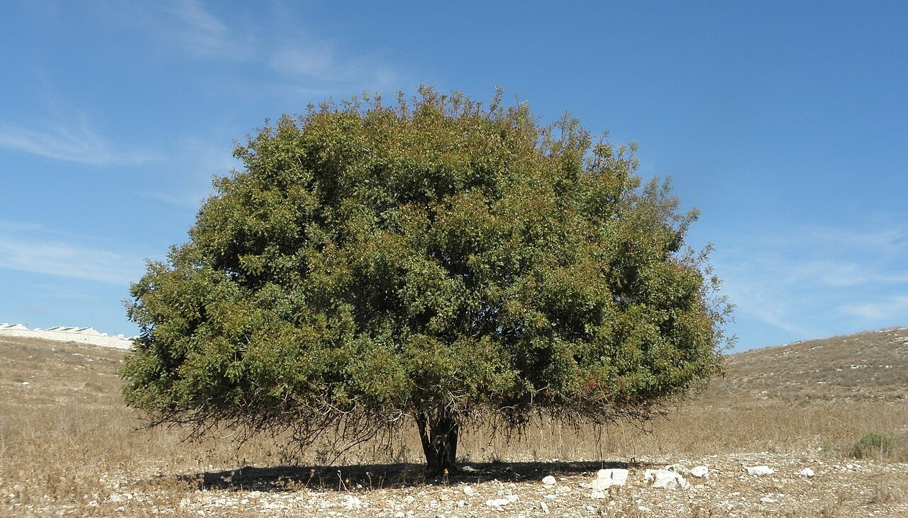 Pistacia palaestina