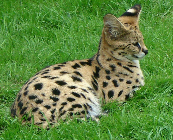 Serval Thoiry 19802
