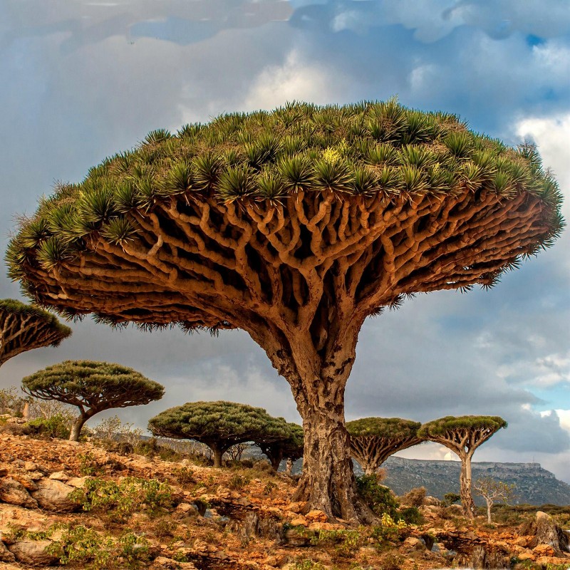 canary islands SÁRKÁNYFA dracaena draco