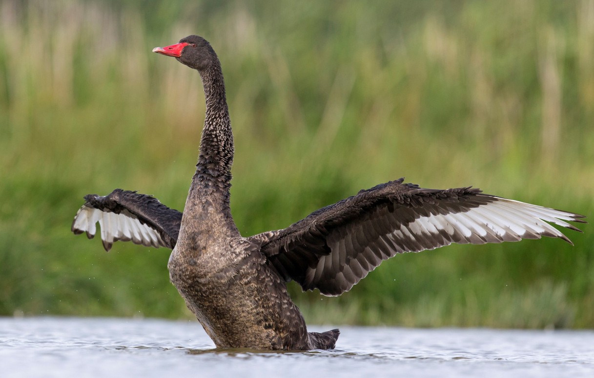 fekete hattyu black swan getty stock 398324