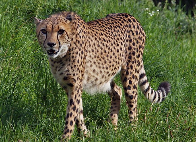 gepard 14x 1695
