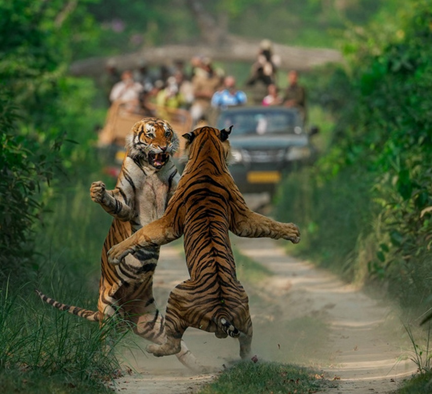 tigr