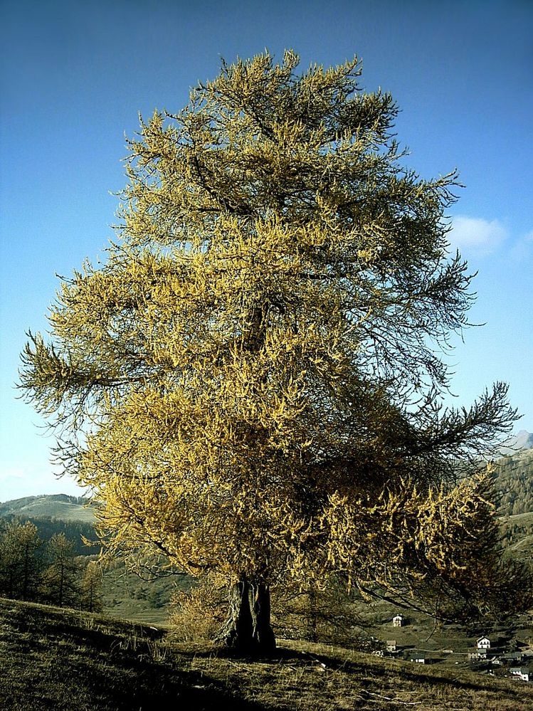 vörösfenyő